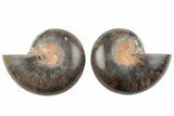 3.6" Cut/Polished Ammonite (Phylloceras?) Pair - Unusual Black Color - #166022-1